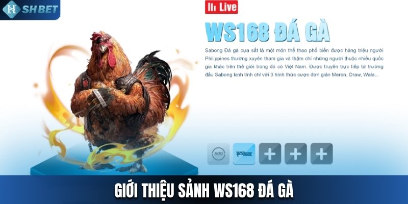 Giới thiệu sảnh WS168 đá gà